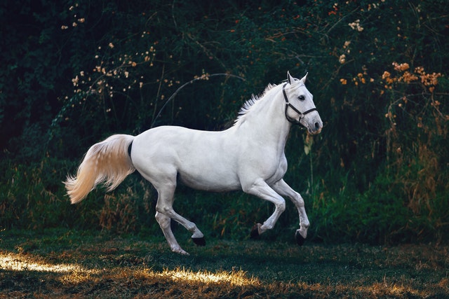horse photography example
