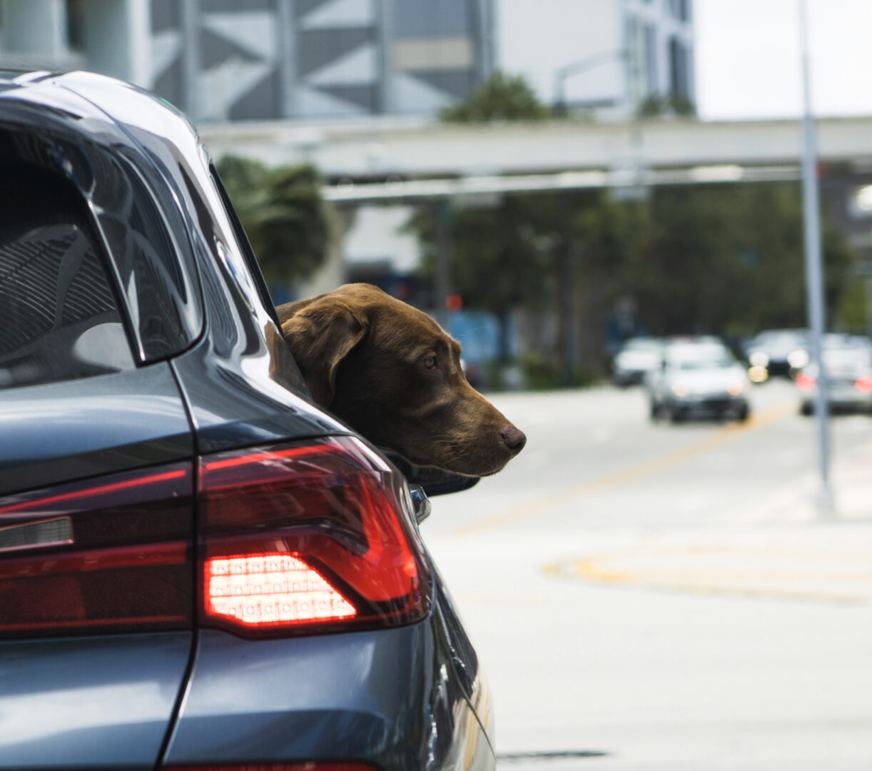 A dog looking out of the car