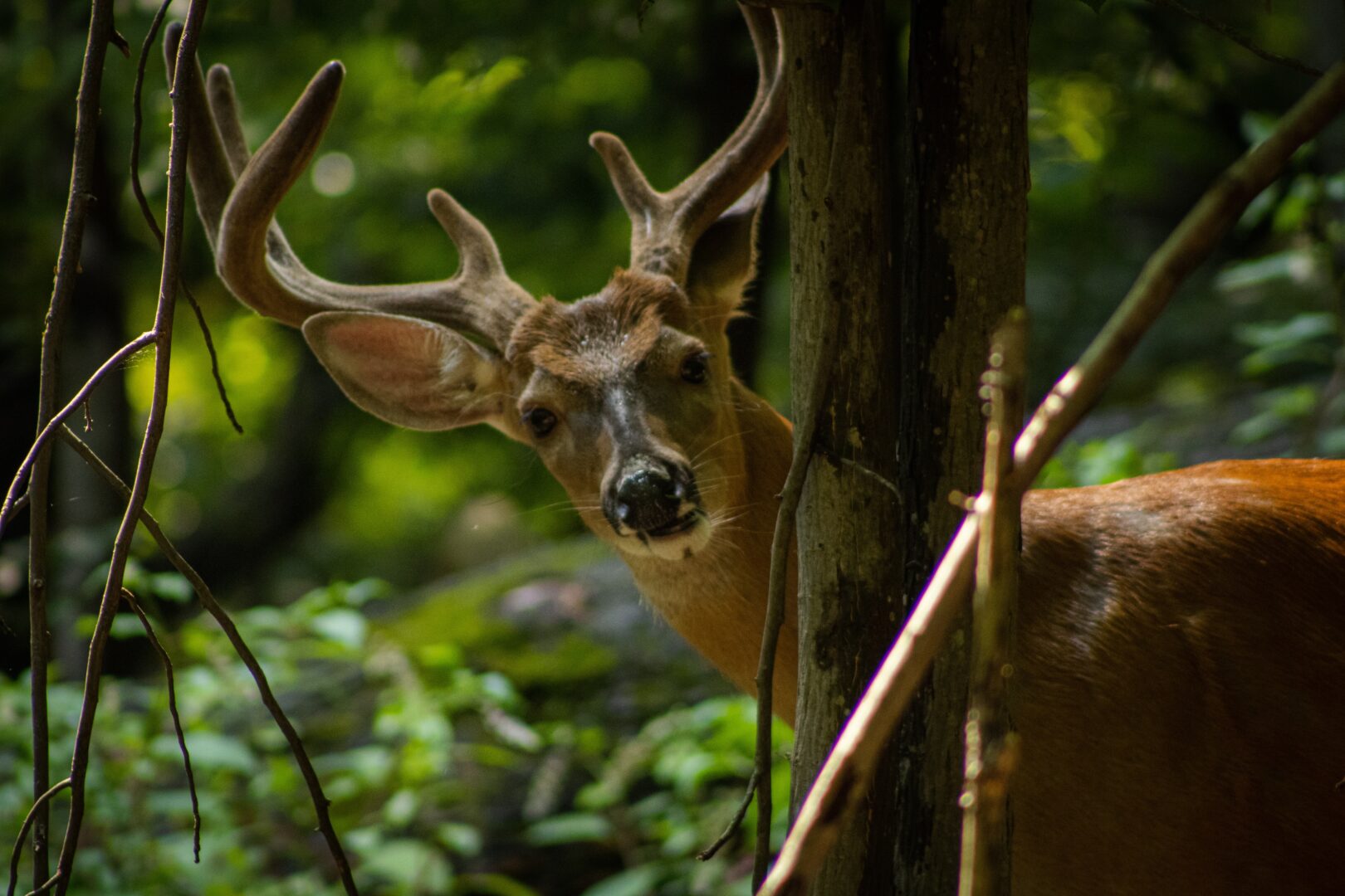A Deer in Forest looking at camera