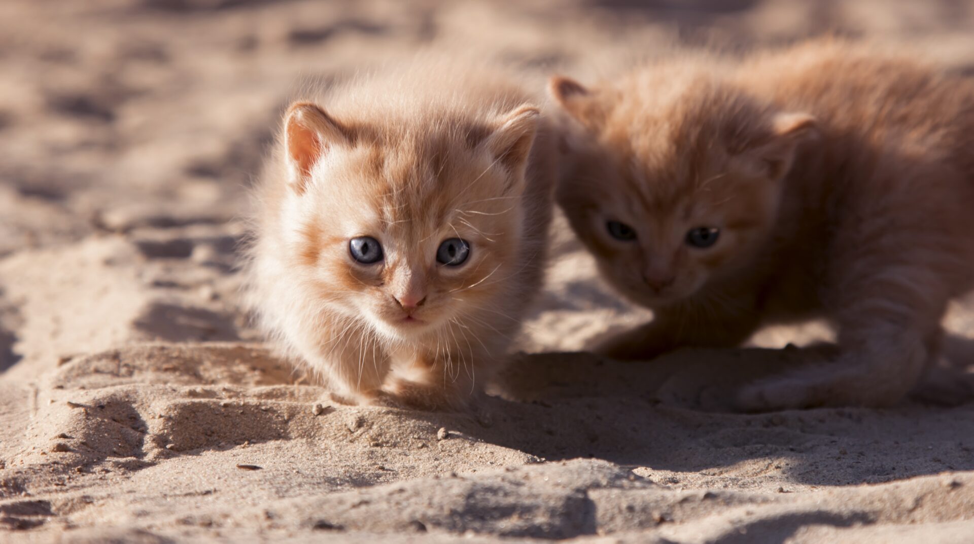 two brown cats walking on sand