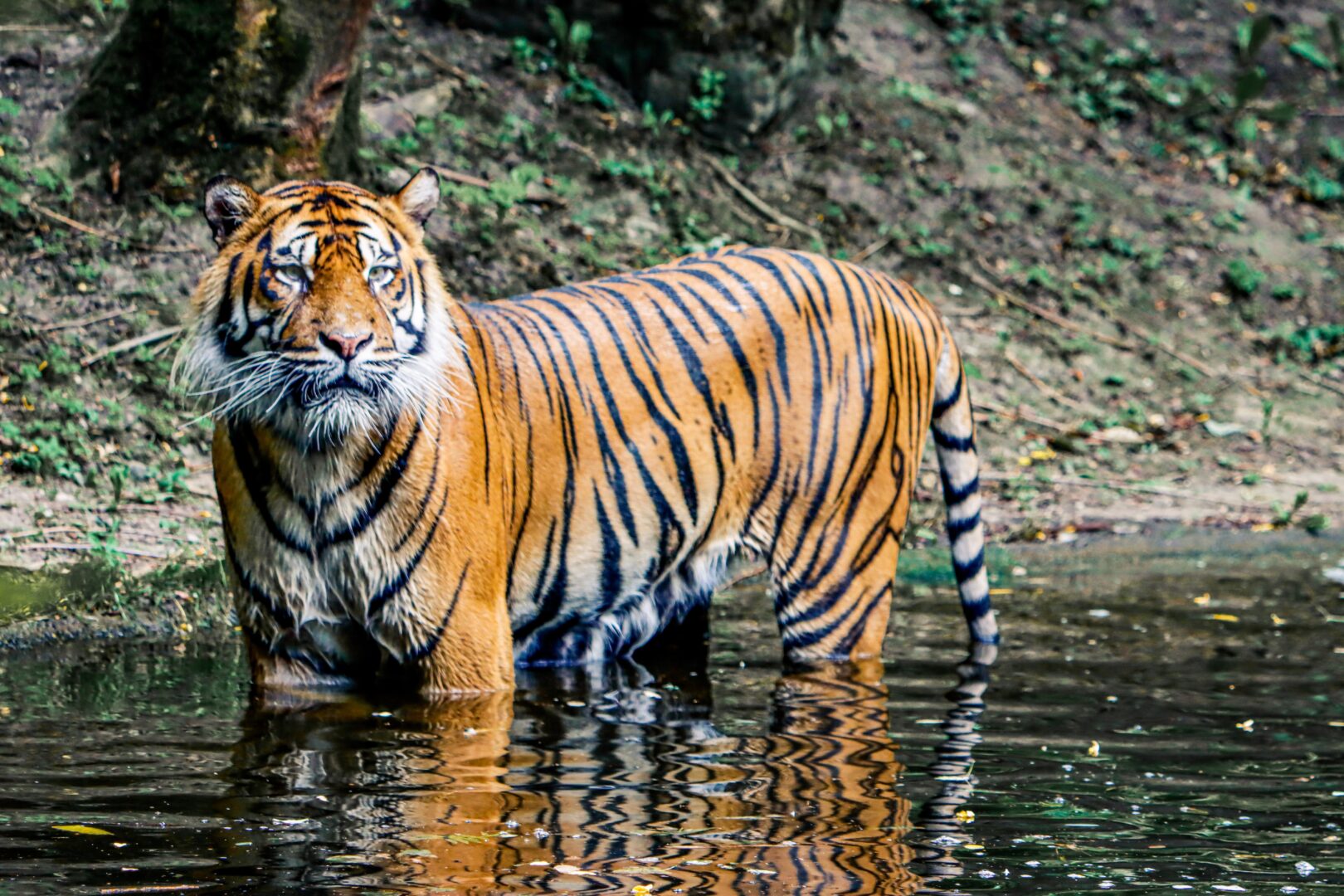 bengal tiger in a pond