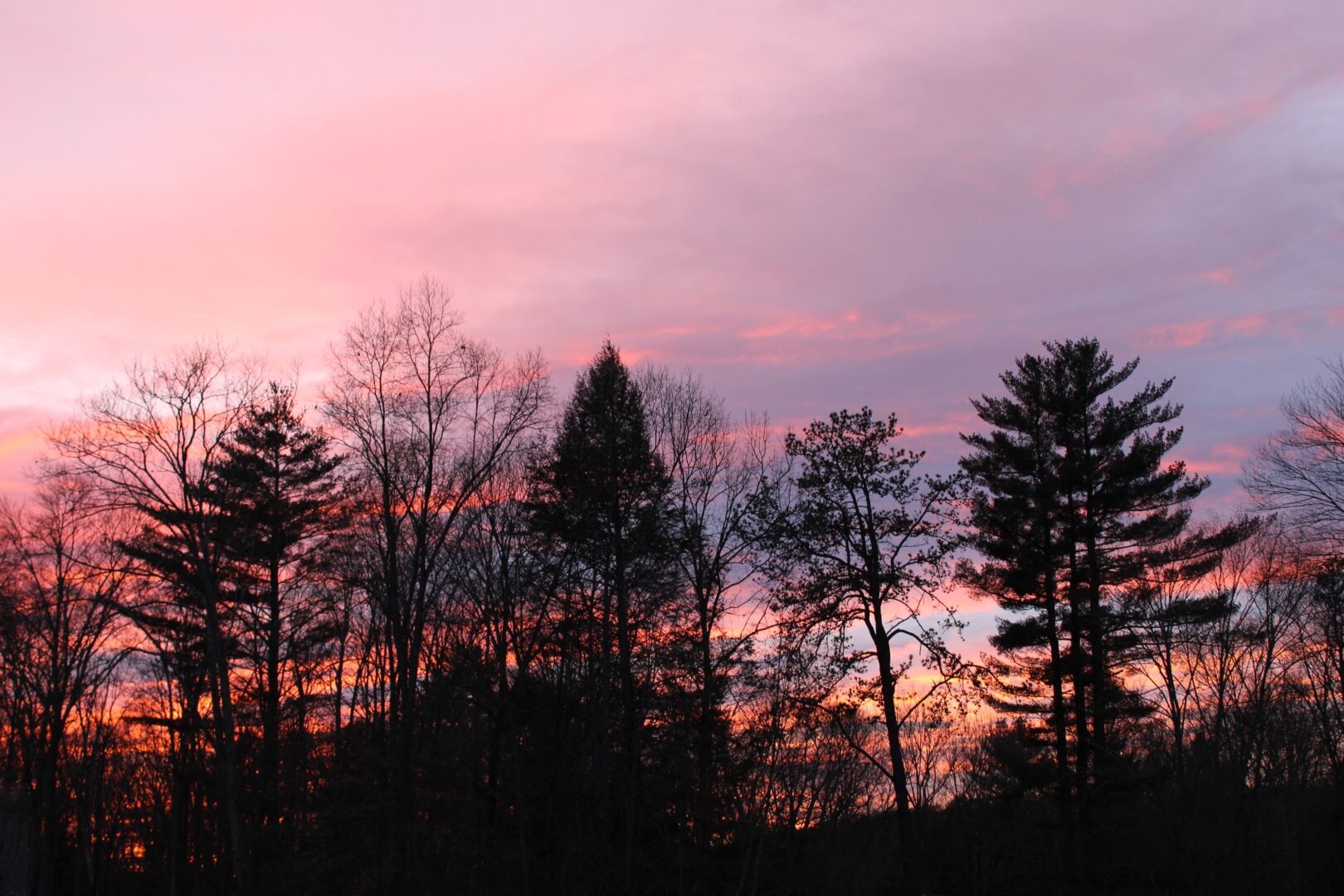 Forest view with pink sky