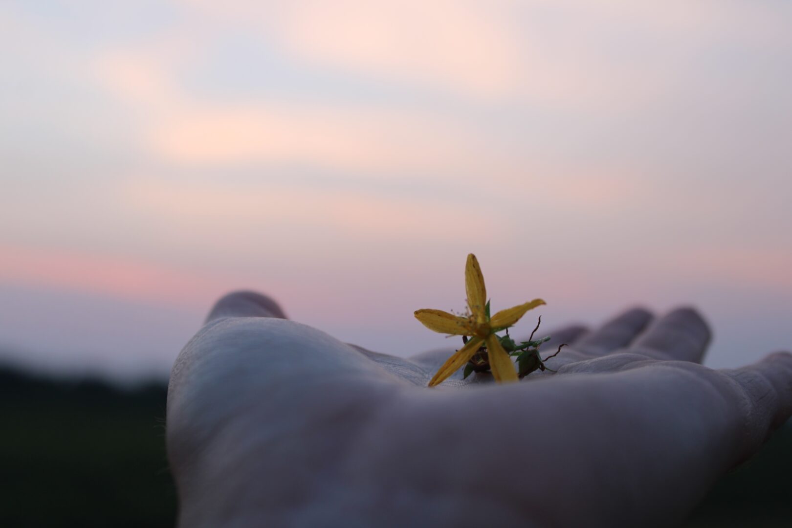 A flower on the palm