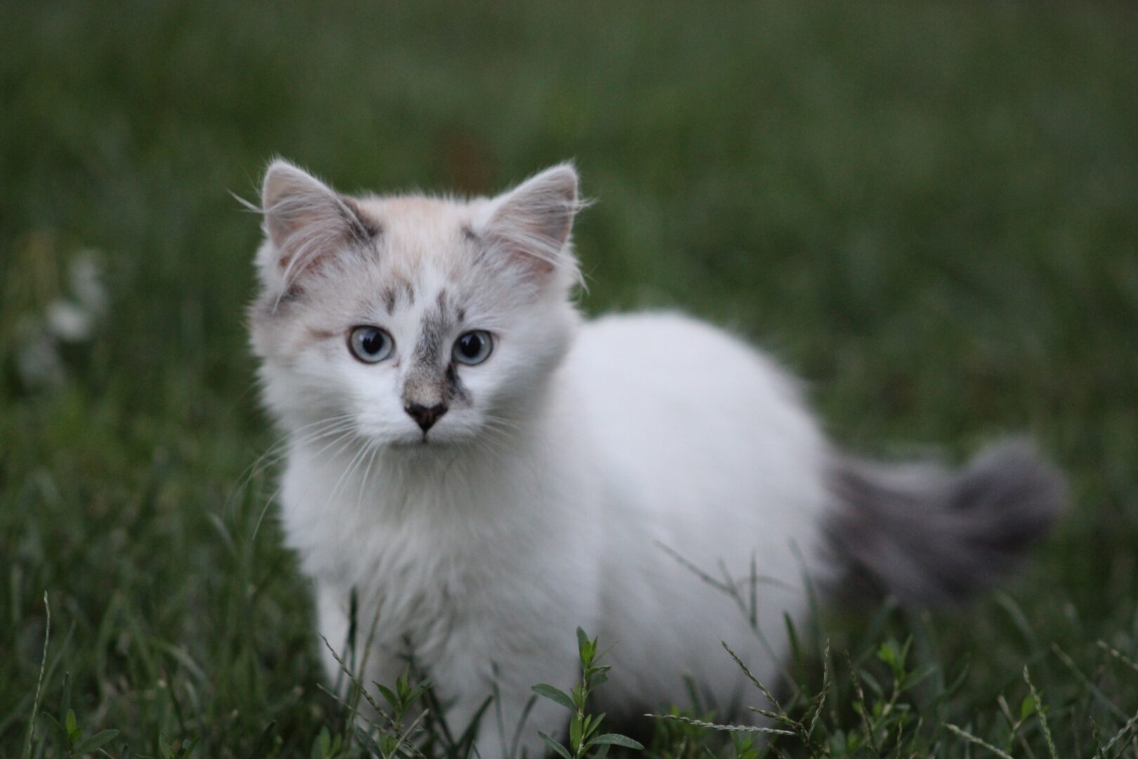 A Beautiful white cat in the park
