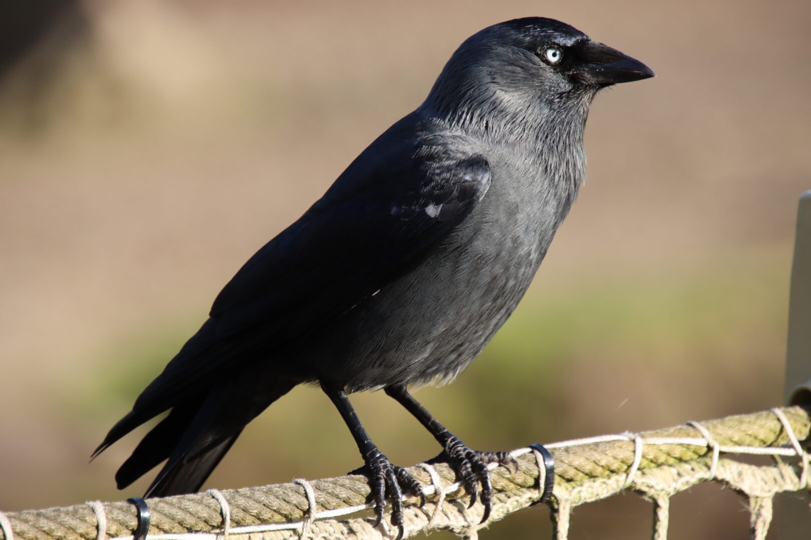 A black crow sitting on net