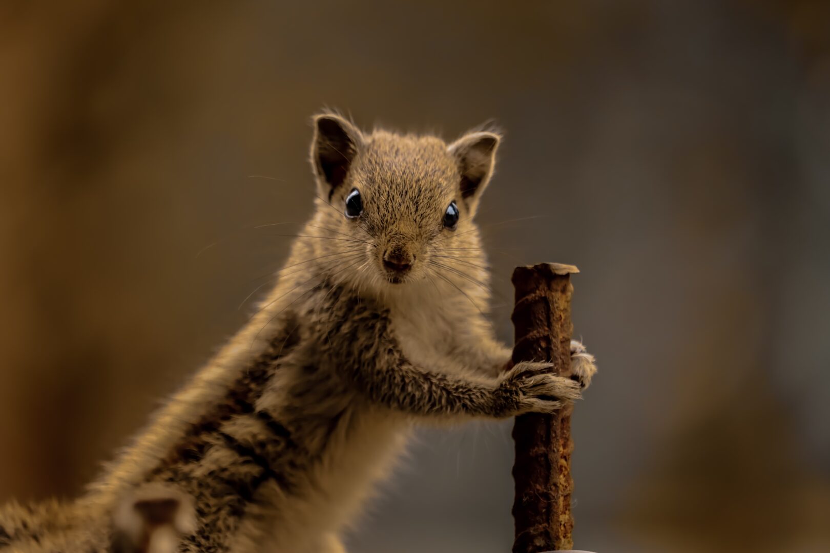 a squirrel holding a nut 