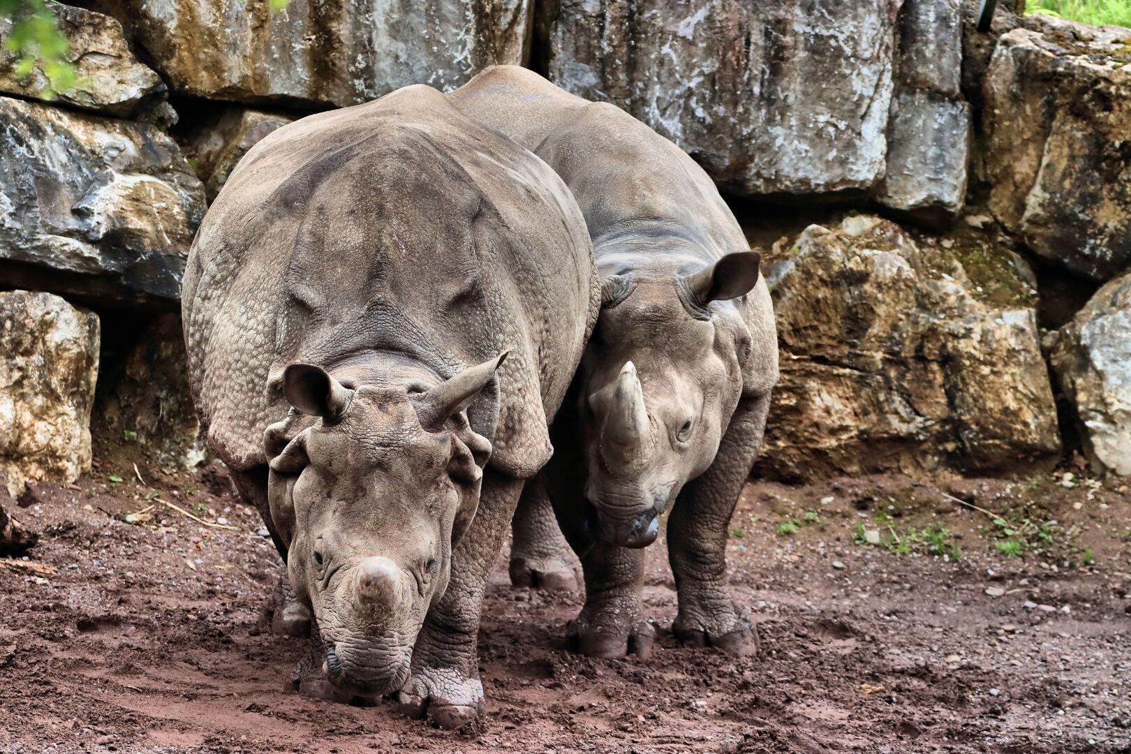 two rhinos walking on ground