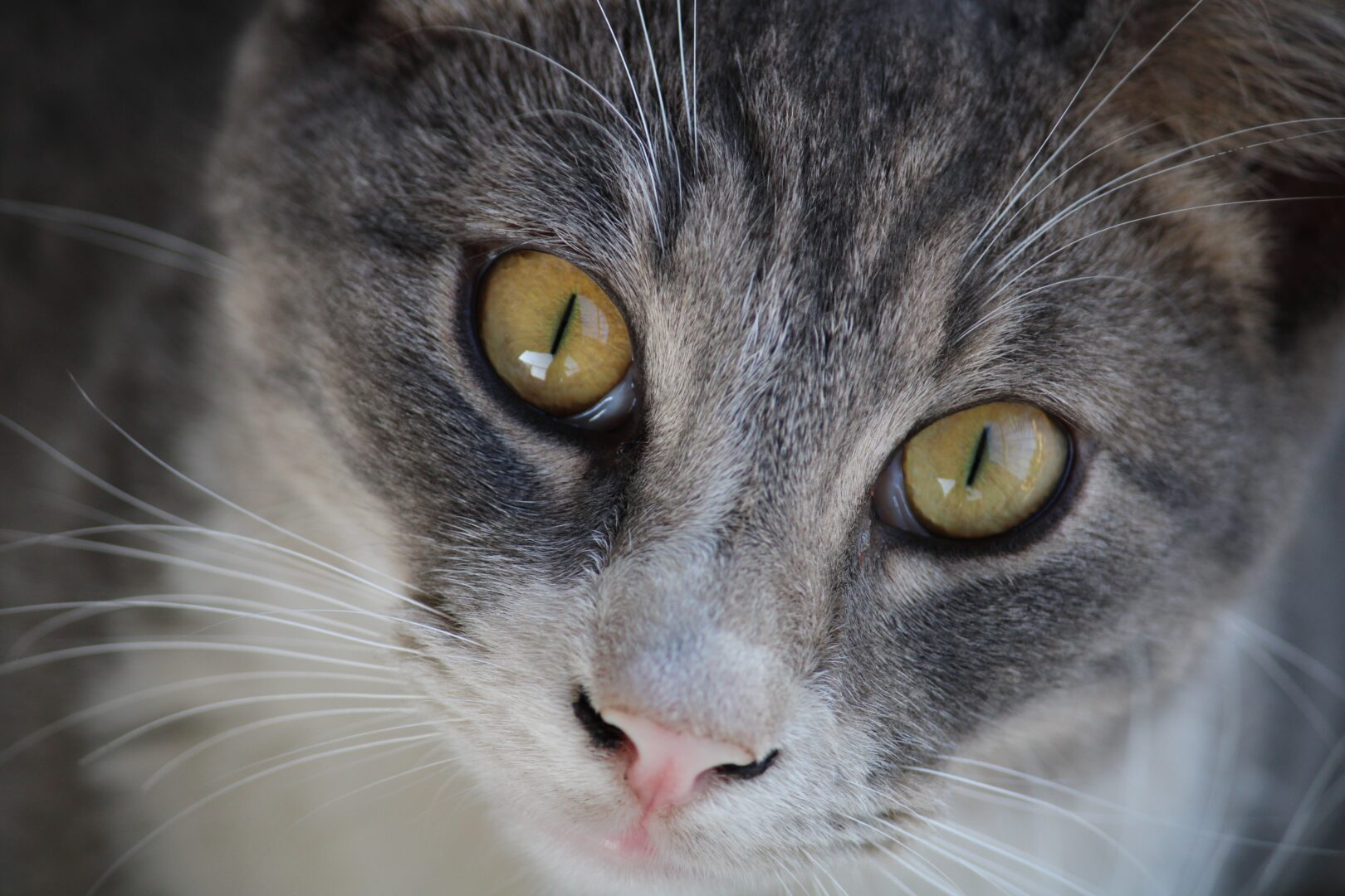 A grey cat looking at the Camera