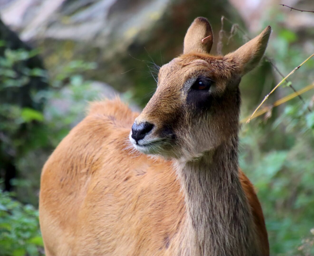 A Brown Deer