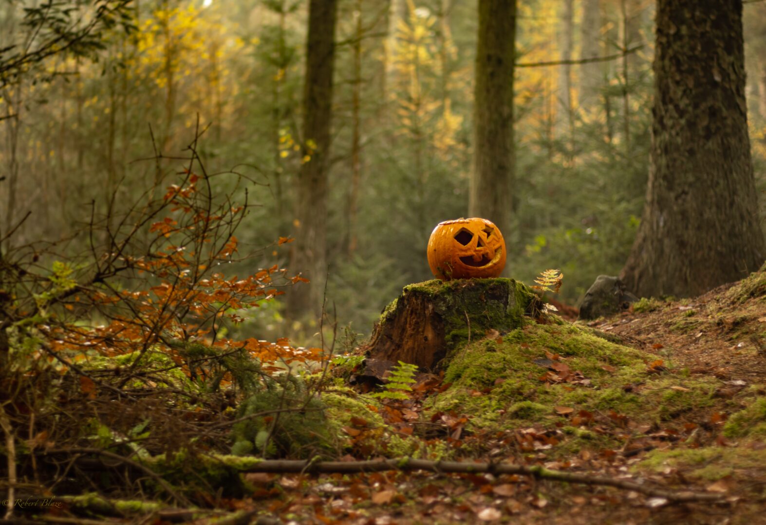 pumpkin kept in FOREST