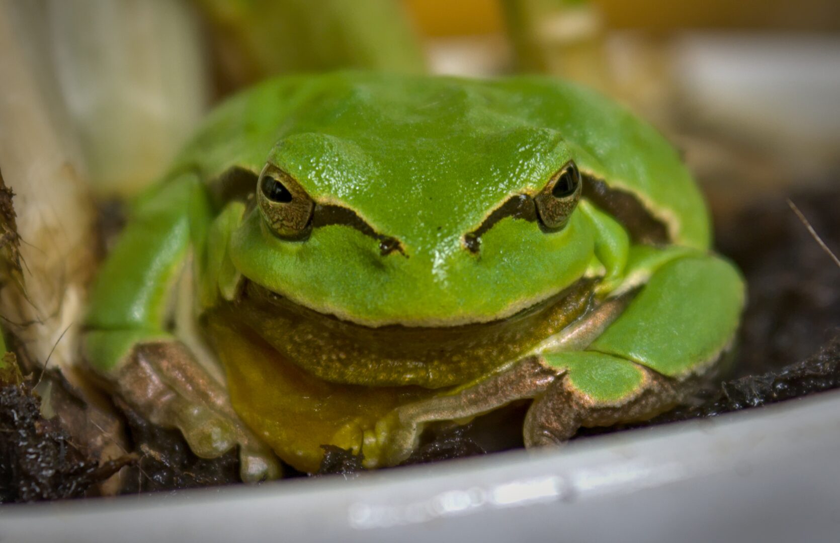 green frog looking at the camera