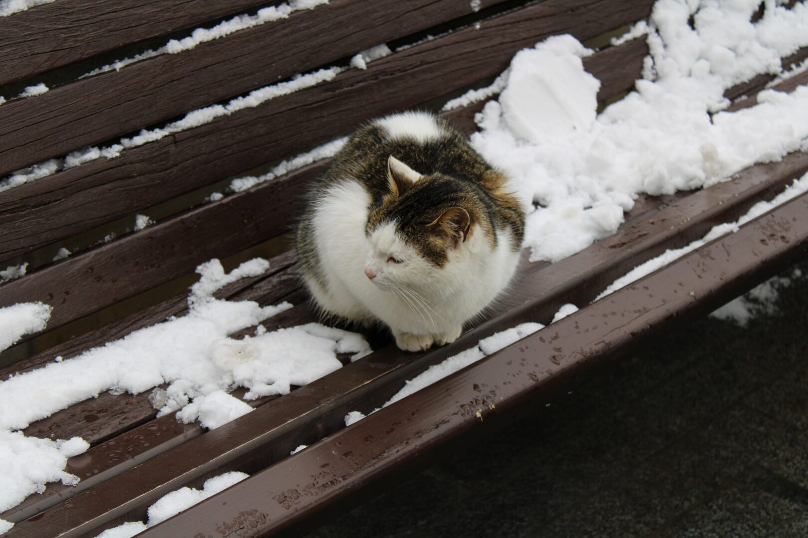 A cat sitting on the bench with ssnow