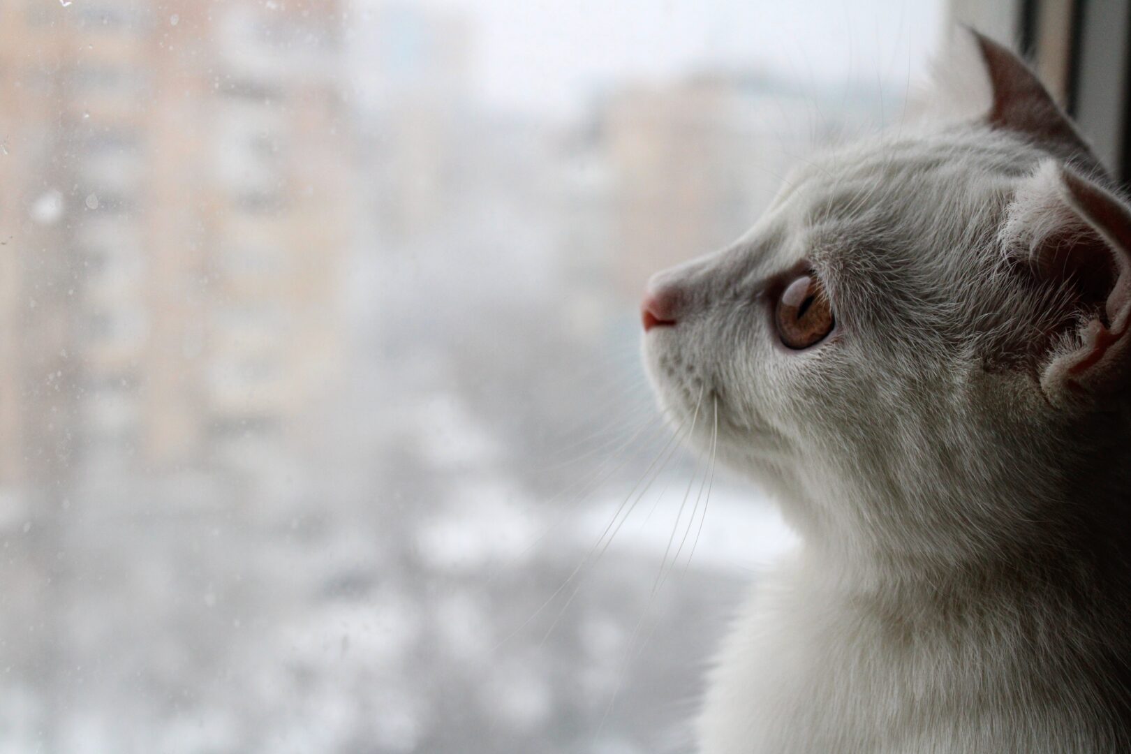 A cat looking out of the window
