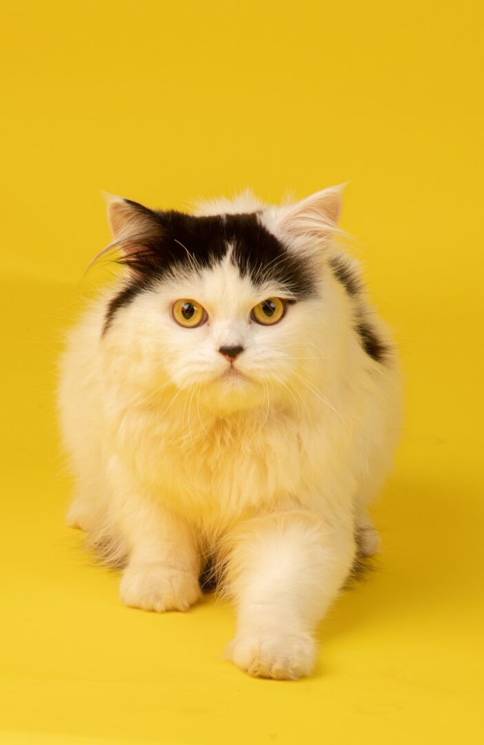 animal-cat-persian-feline