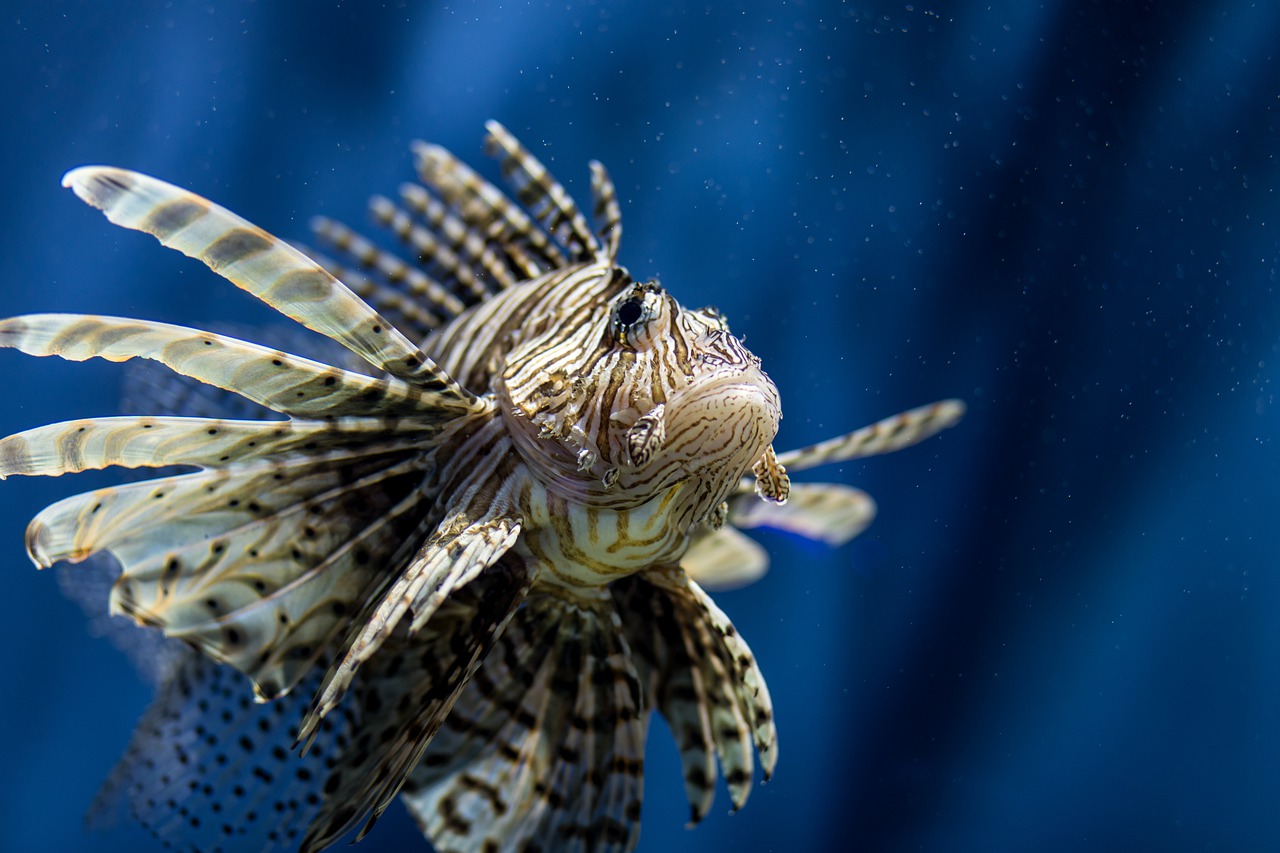 fish-lionfish-tank