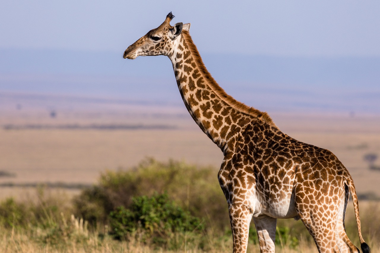 giraffe-mammal-long-legged