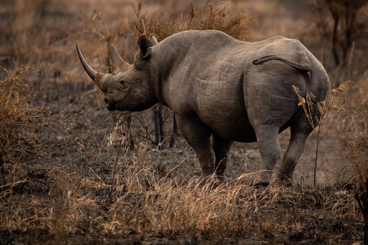 rhinoceros-mammal-zoo