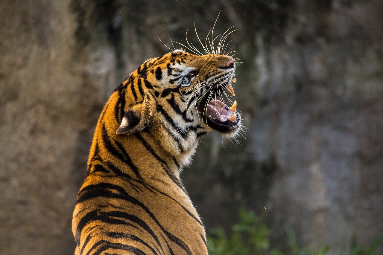 tiger-roaring