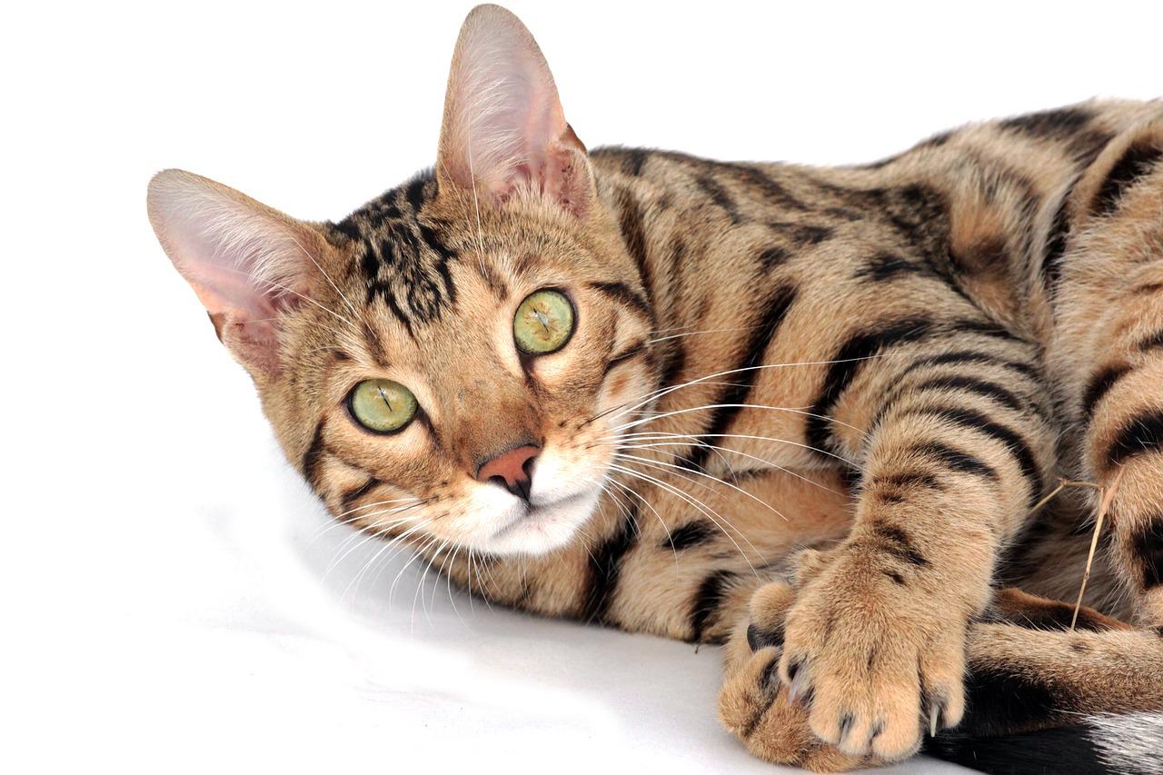 Cat Bengal Pet Kitten Breed