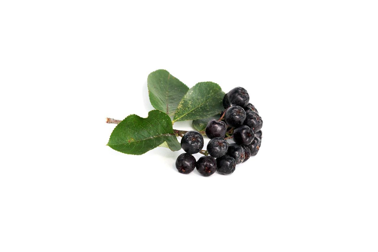 Food Black Rowan Nature Berry