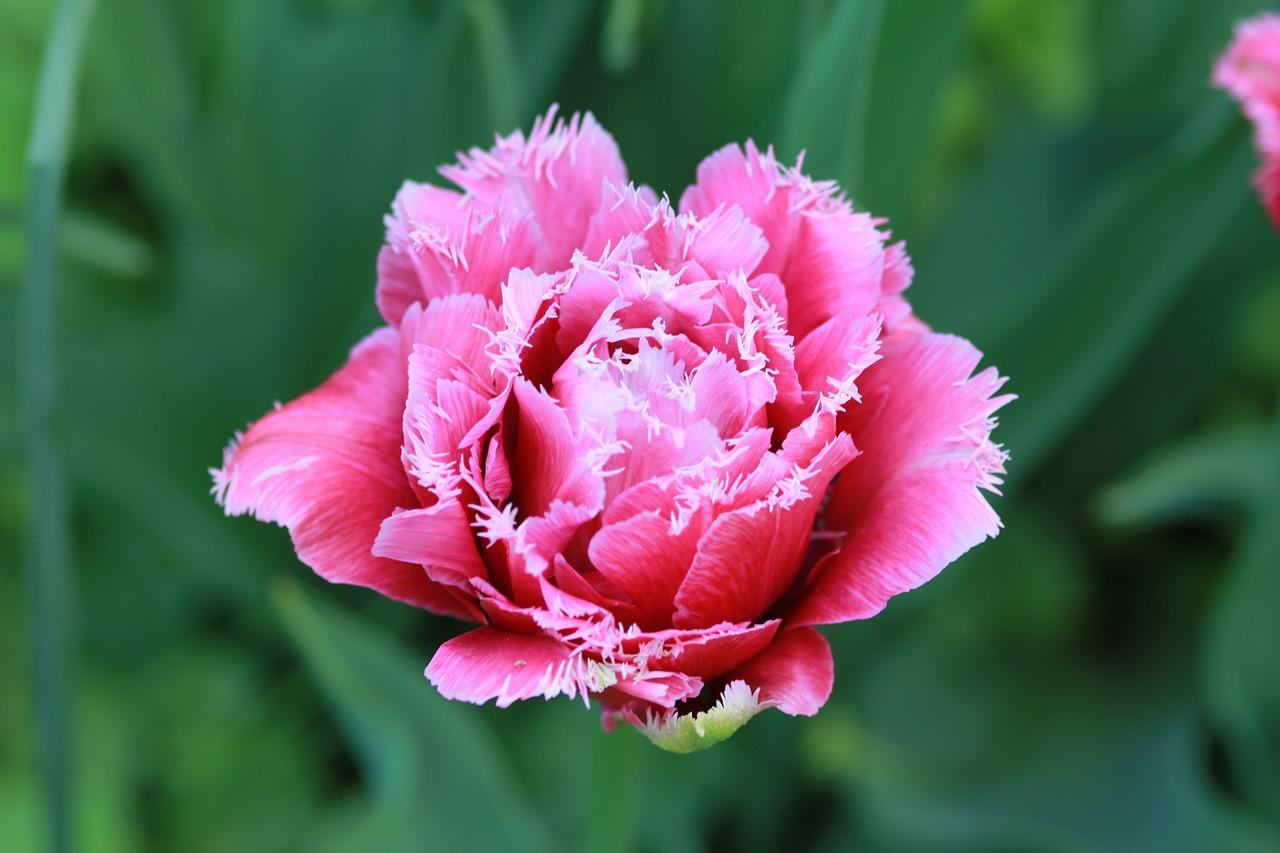 Tulip Terry Tulip Dutch