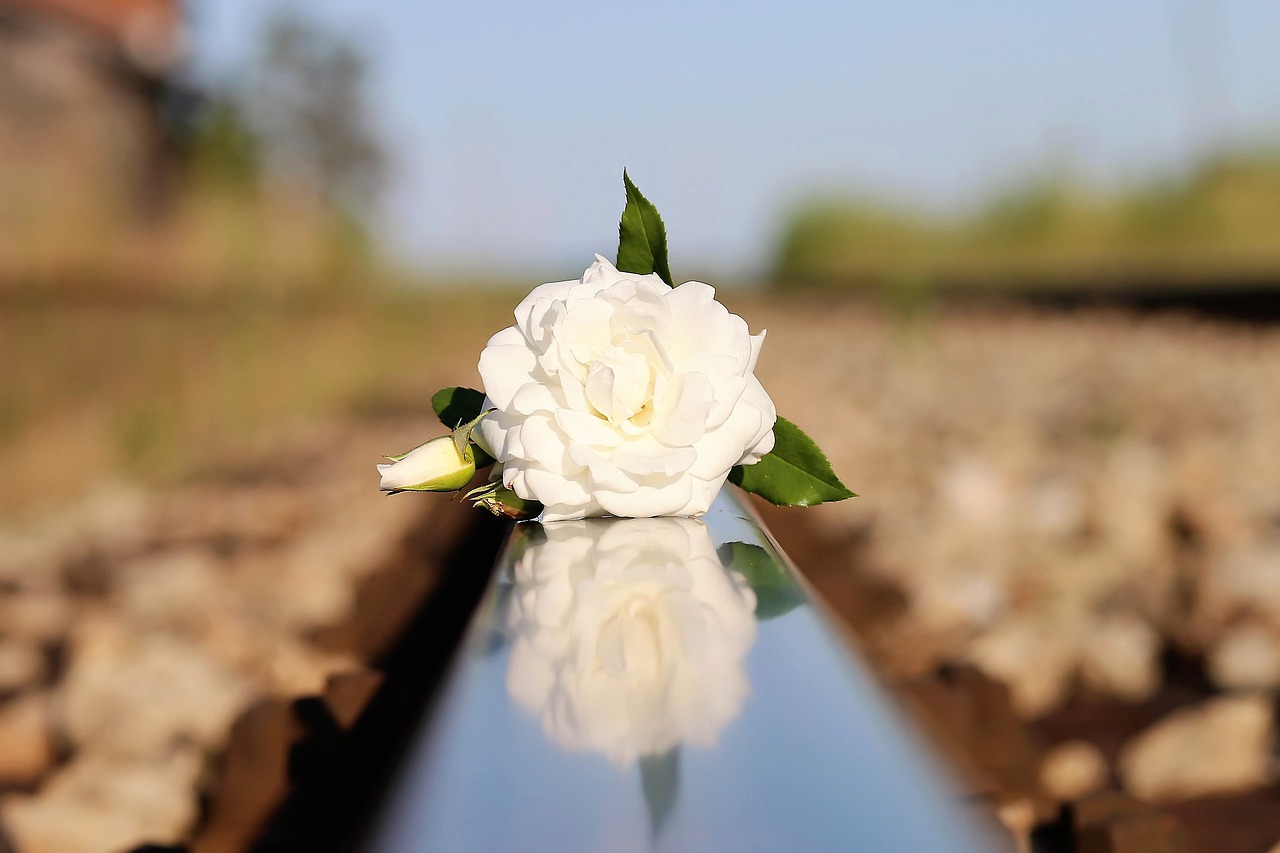 White Flower On Railway Track