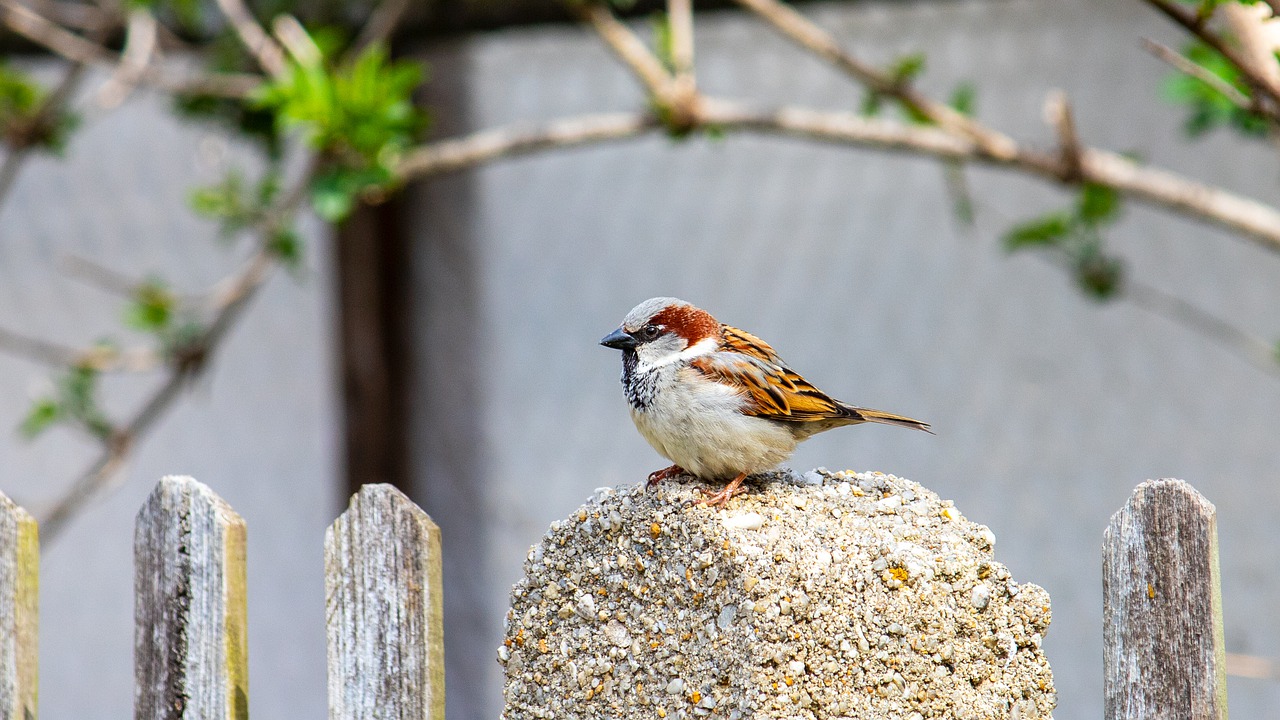 bird-true-sparrow-ornithology