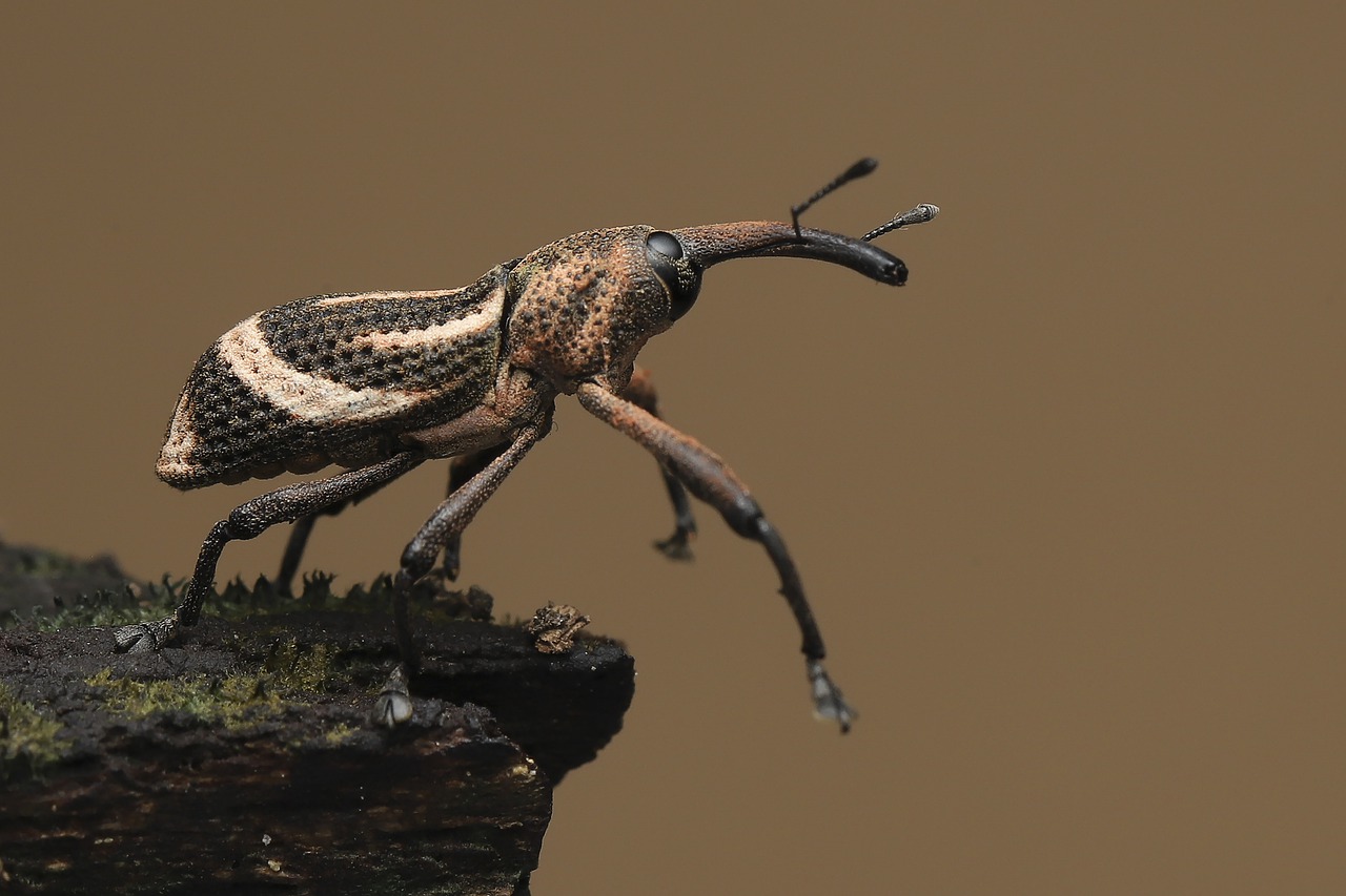 bug-weevil-scarab-insect-creature