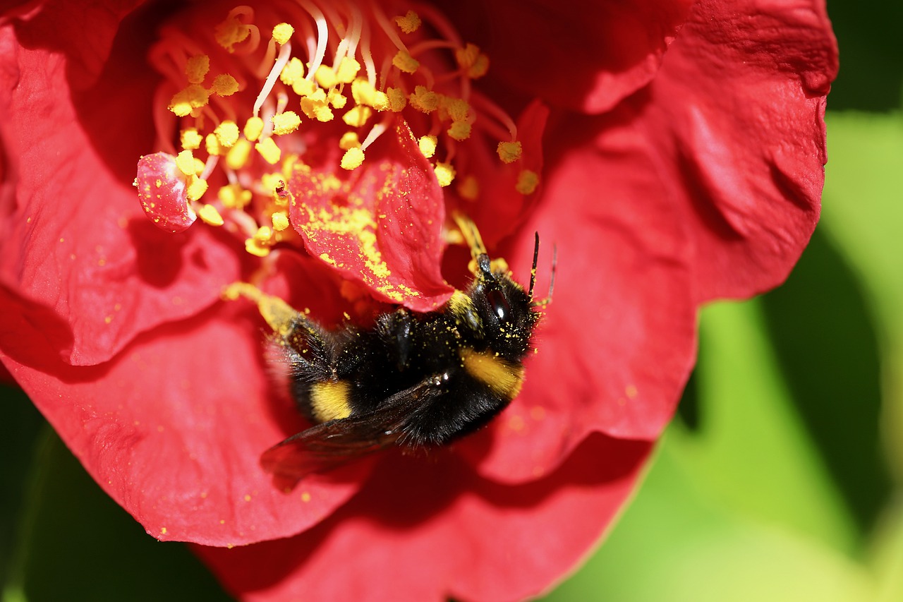 bumblebee-camellia-insect-stamens