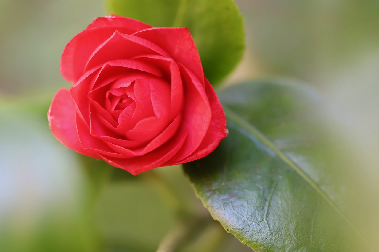 camellia-camellia-blossom-red-flower.