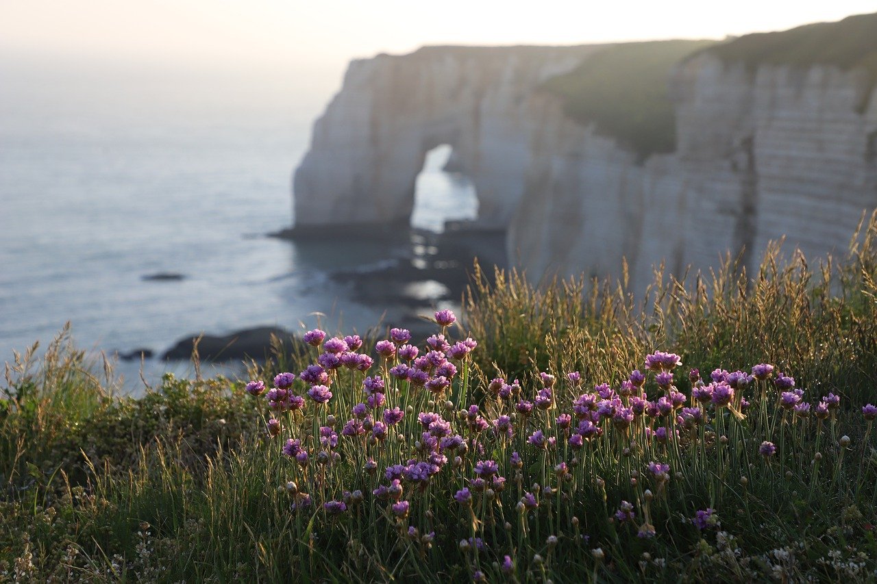 flowers-grass-coast-cliff-beach