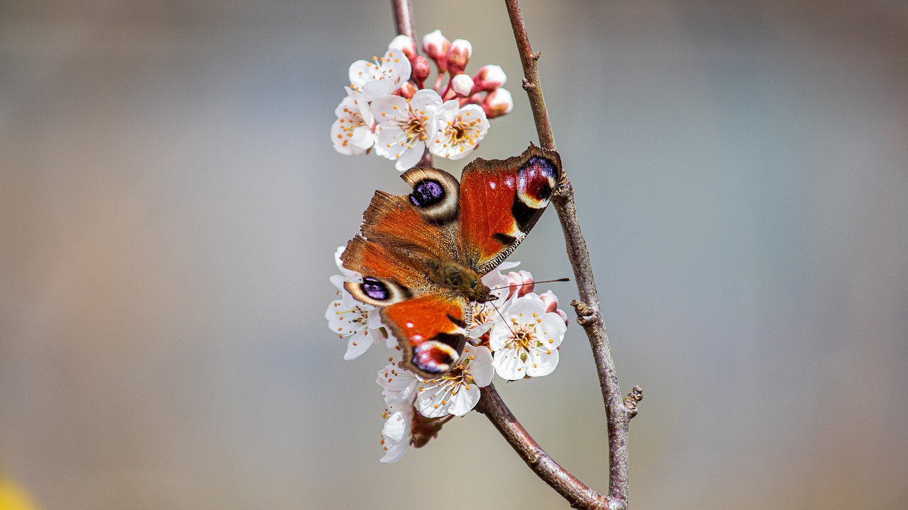insect-butterfly-peacock-butterfly