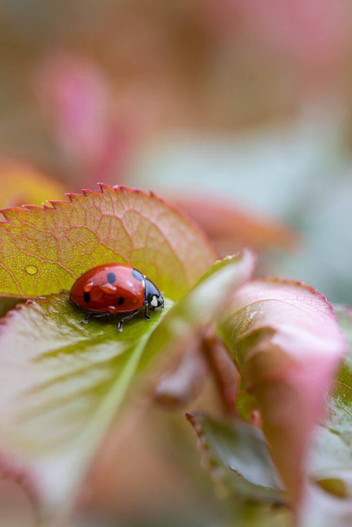 ladybug insect nature photography