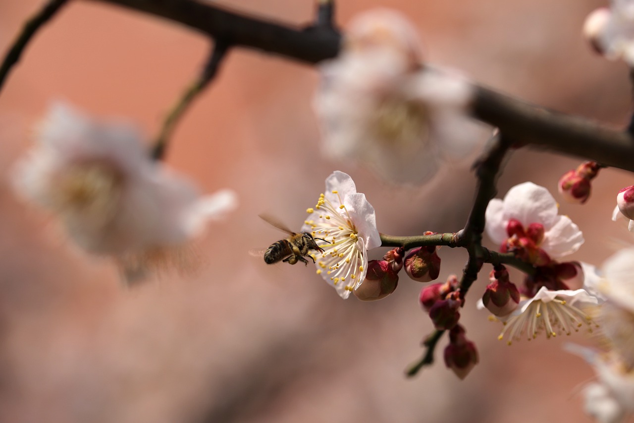 plum-blossoms-bee-pollination
