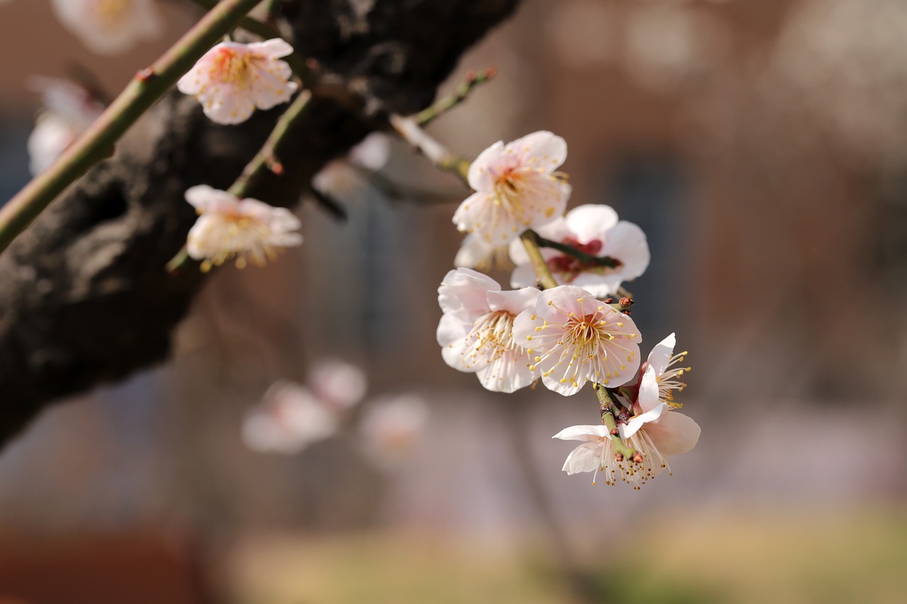plum-blossoms-plum-flowers
