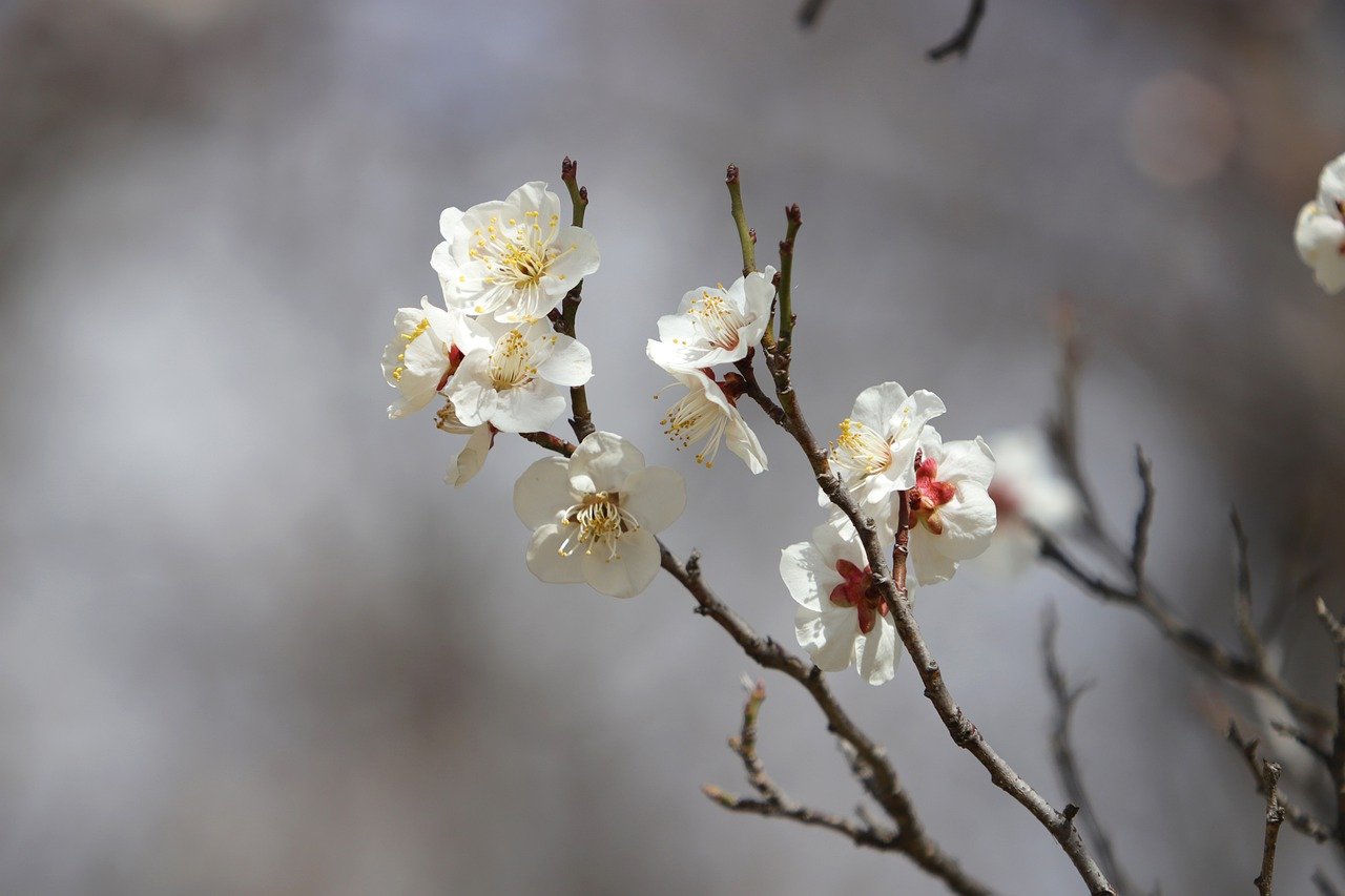 plum-blossoms-white-flowers