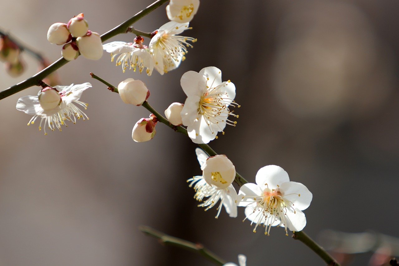 plum-blossoms-white-flowers2