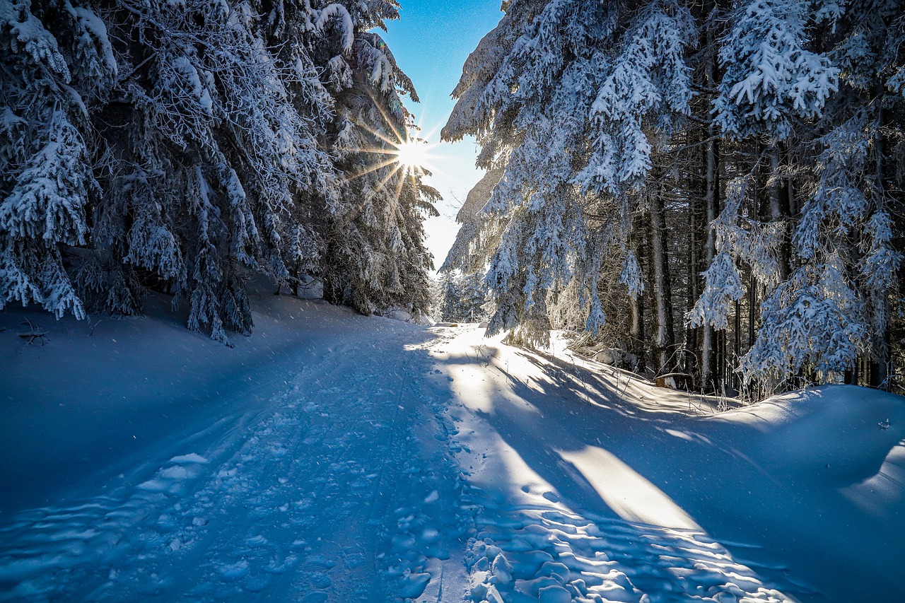snow-winter-forest-trees-sunny