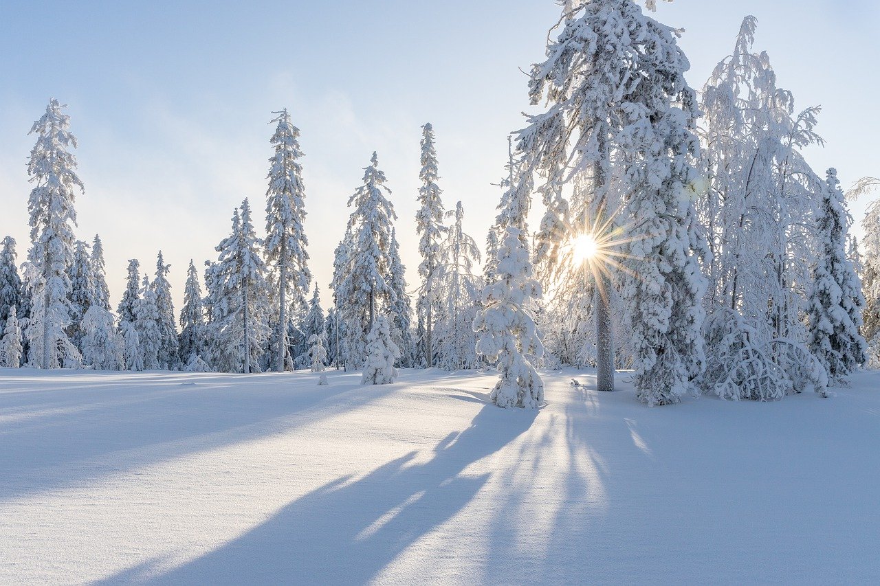 trees-winter-snow-white-cold