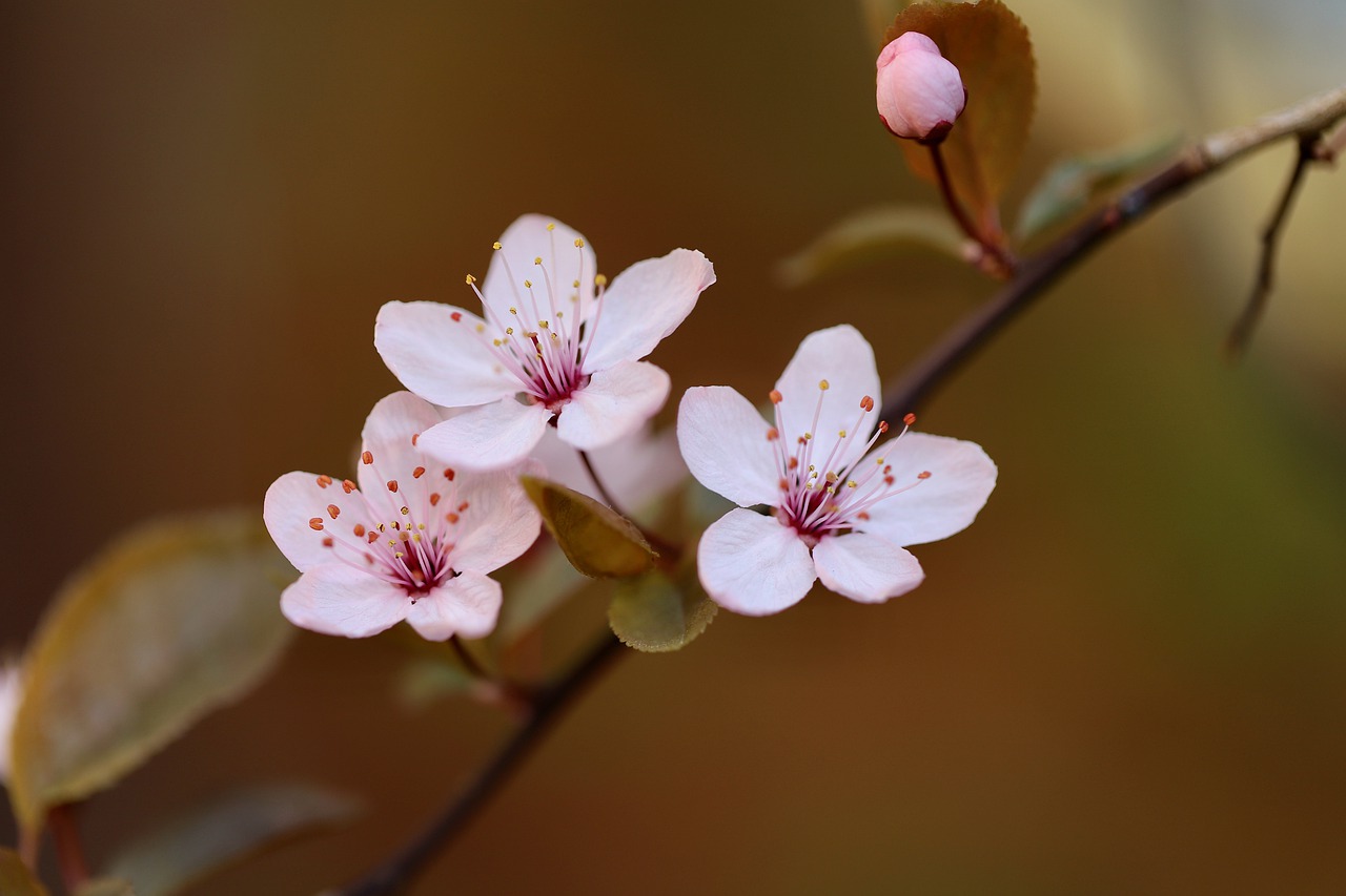 zierpflaume-plum-blossom-petals