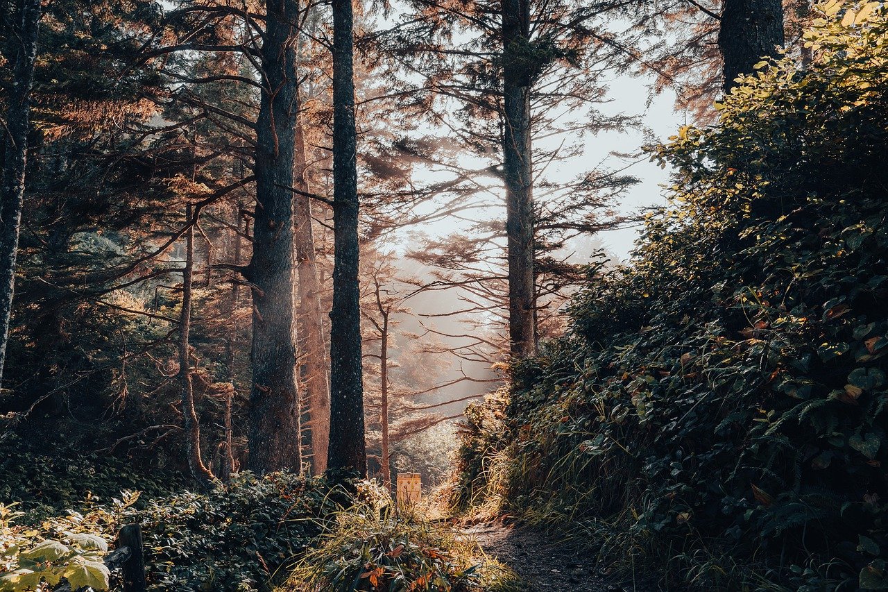 Forest Trees Trail By Sony A7III