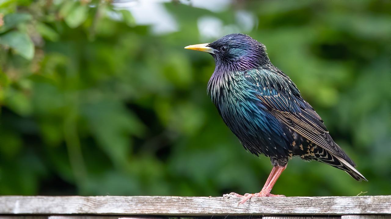 Common Starling By Canon EOS R6