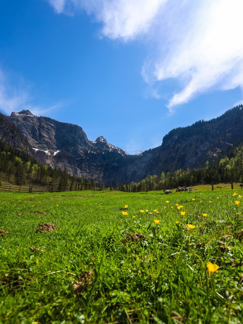 Meadow Flowers Mountain By Canon EOS RP
