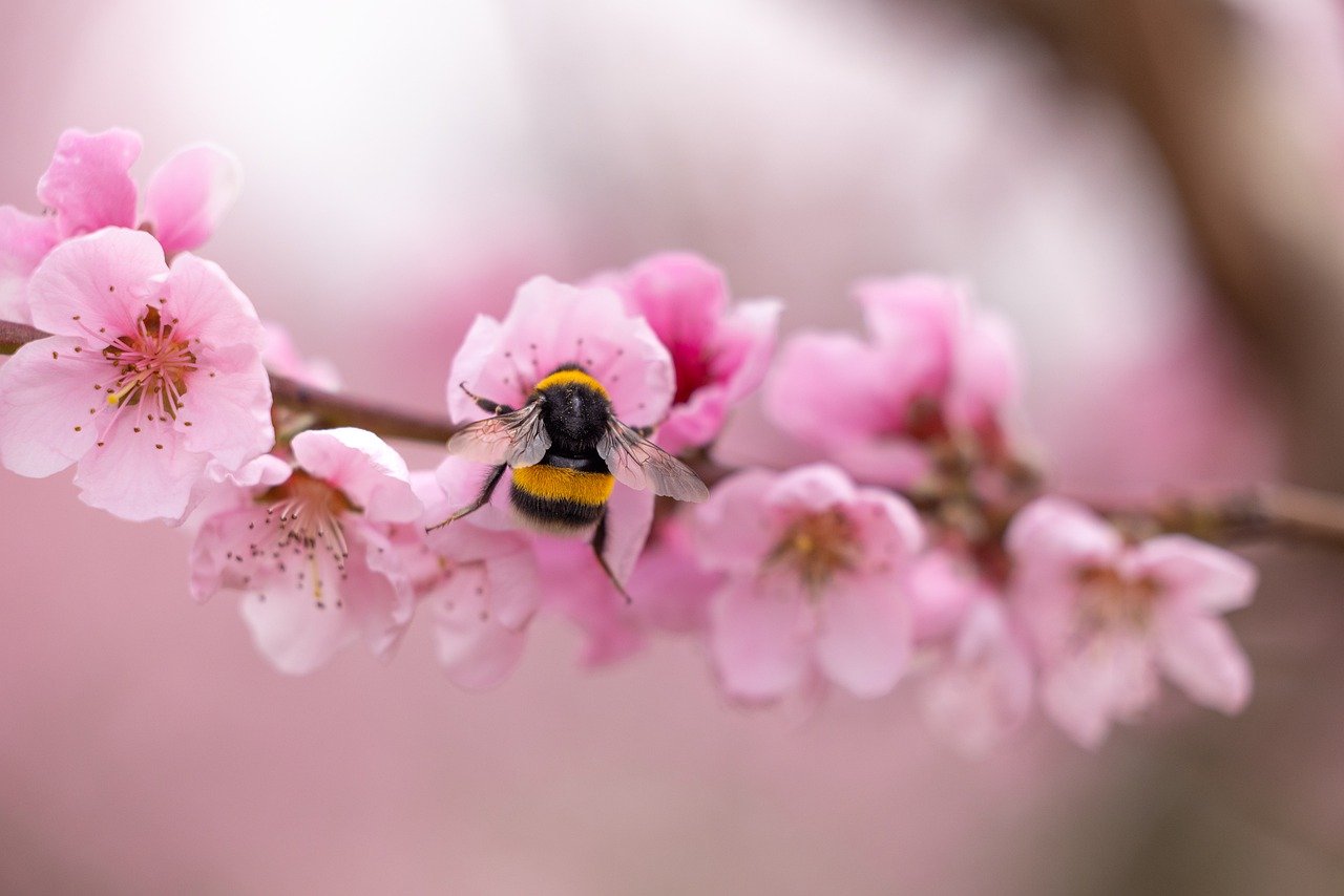 Bee Peach Blossoms Insect Bumblebee