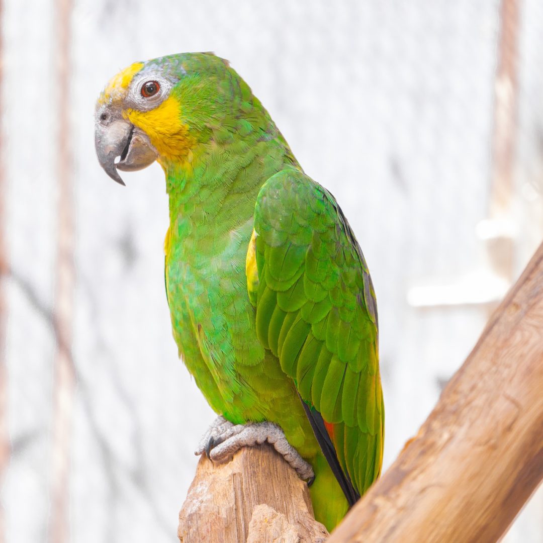 Bird Parrot Animal Nature Zoo