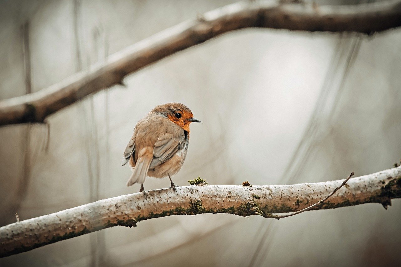 Bird Robin Birdwatching Animal