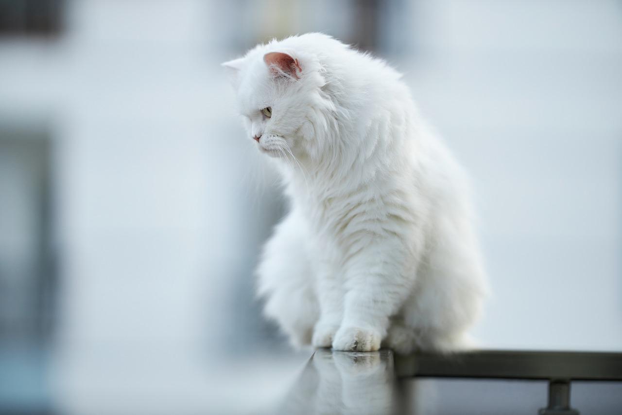 Cat Animal White Feather Fur