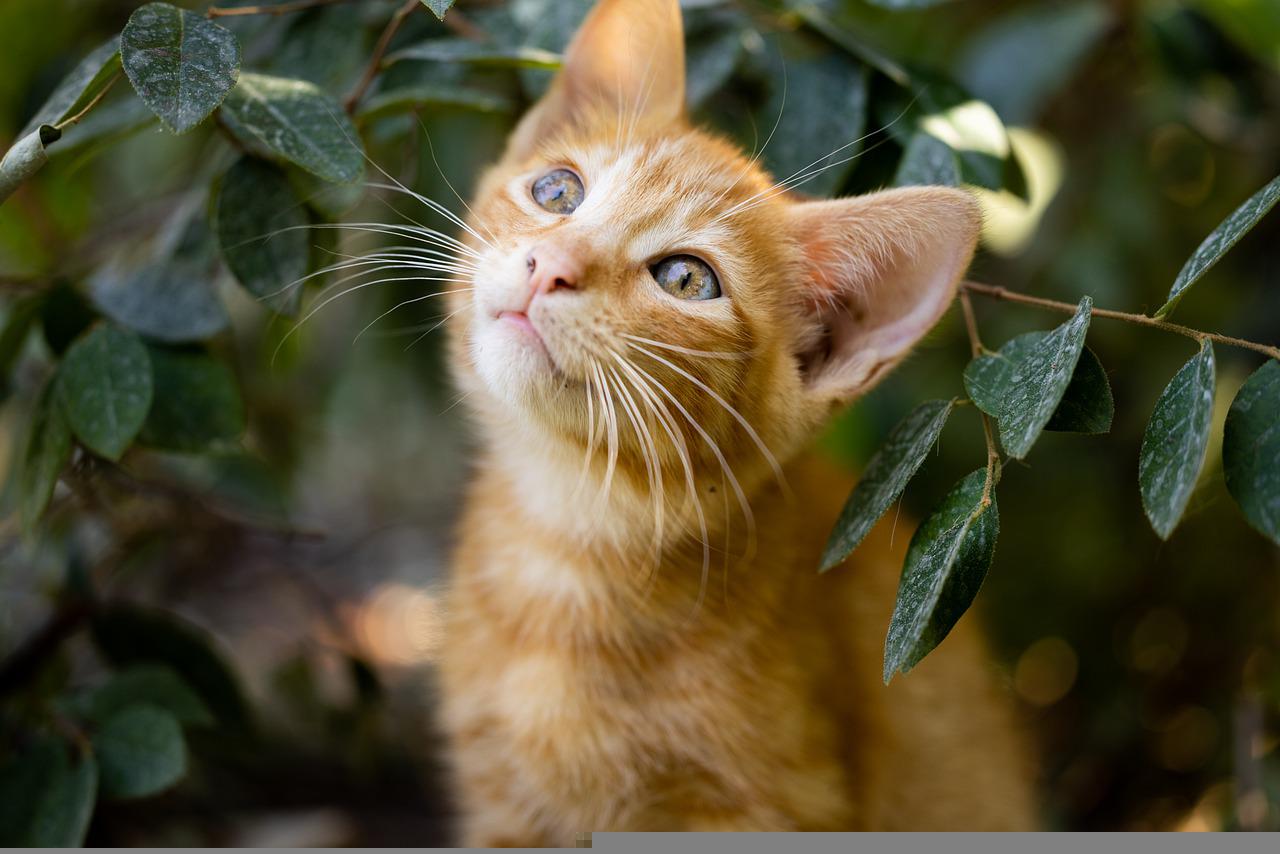 Cat Kitten Pet Feline Animal Fur