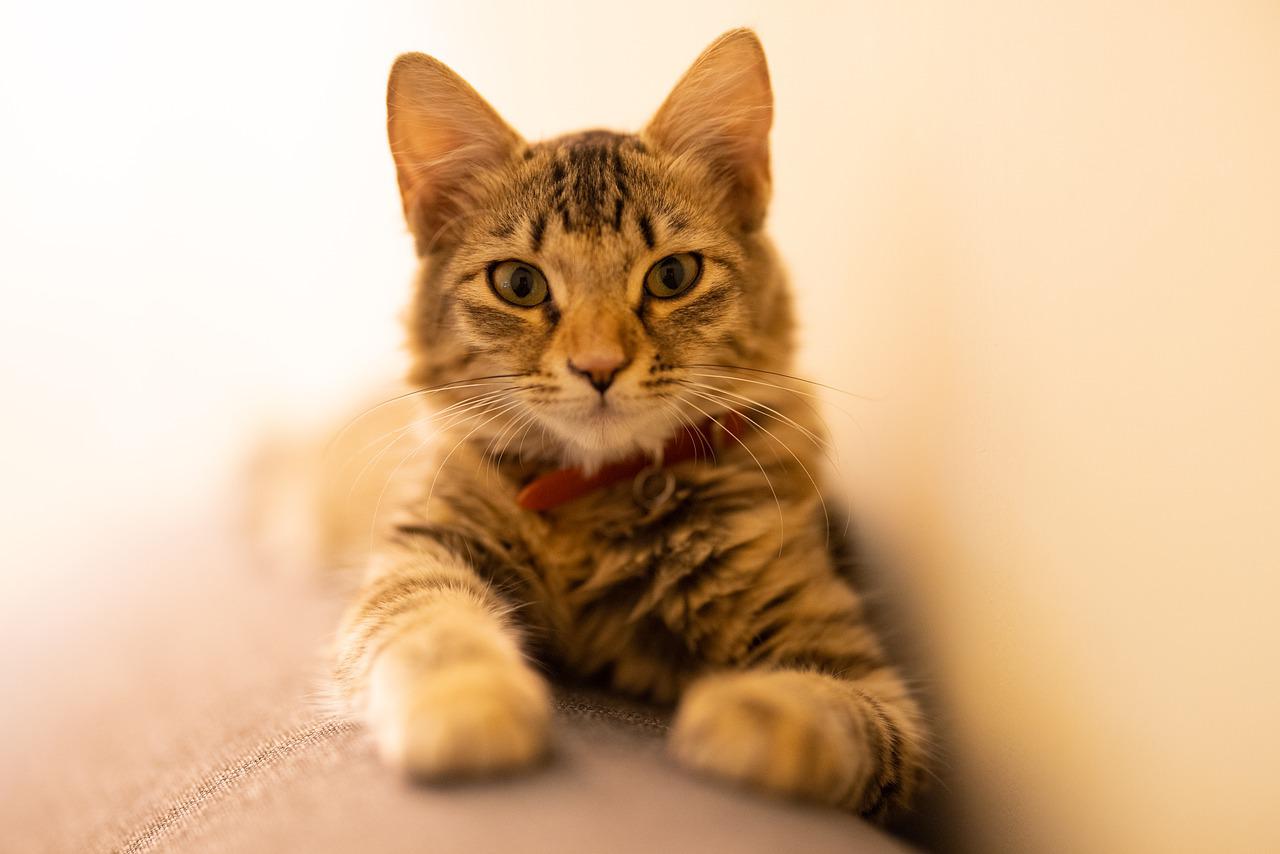 Cat Tabby Pet Feline Animal Fur