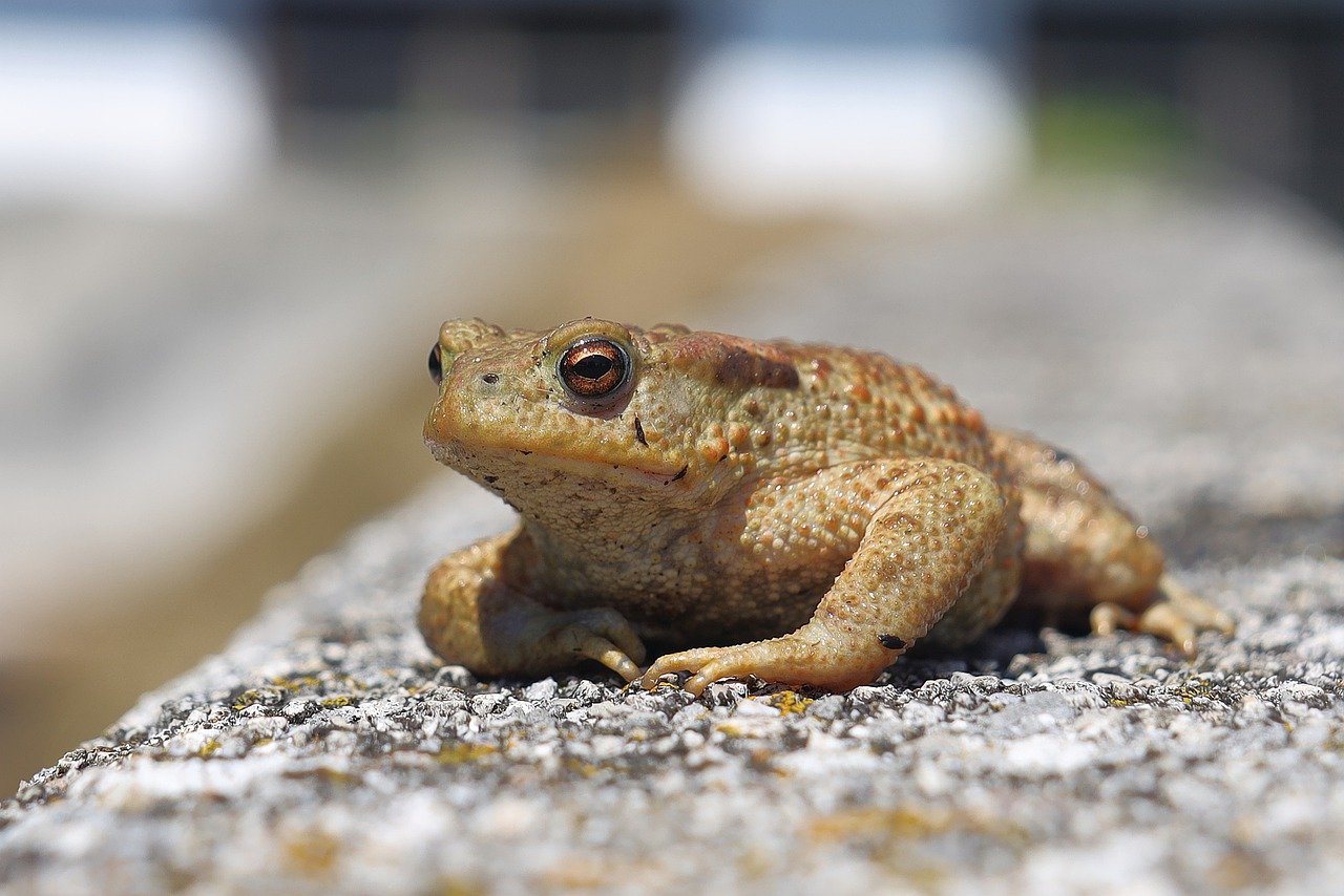 Common Toad Amphibian Frog
